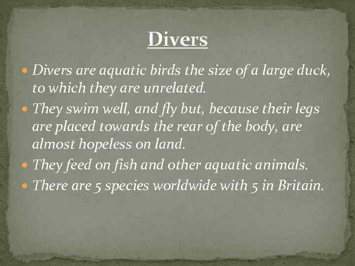 Divers are aquatic birds the size of a large duck, to which they are