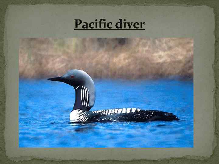 Pacific diver 