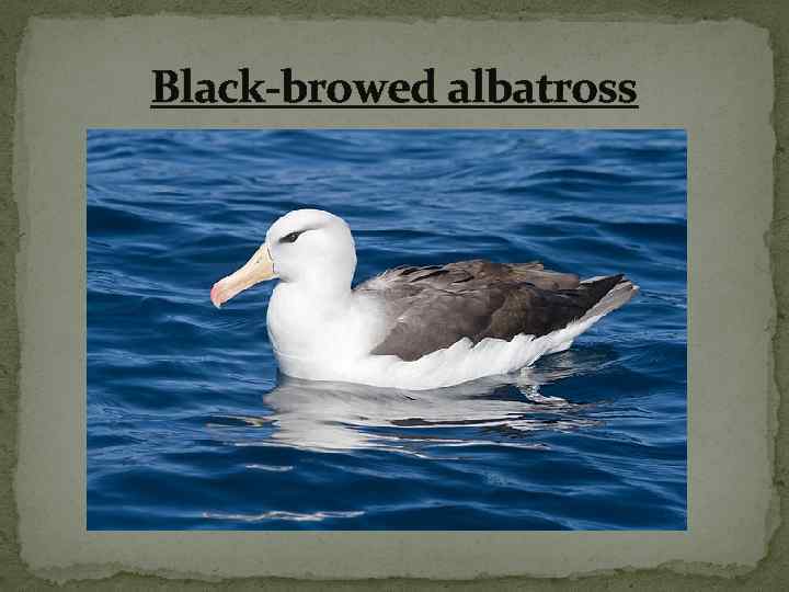 Black-browed albatross 
