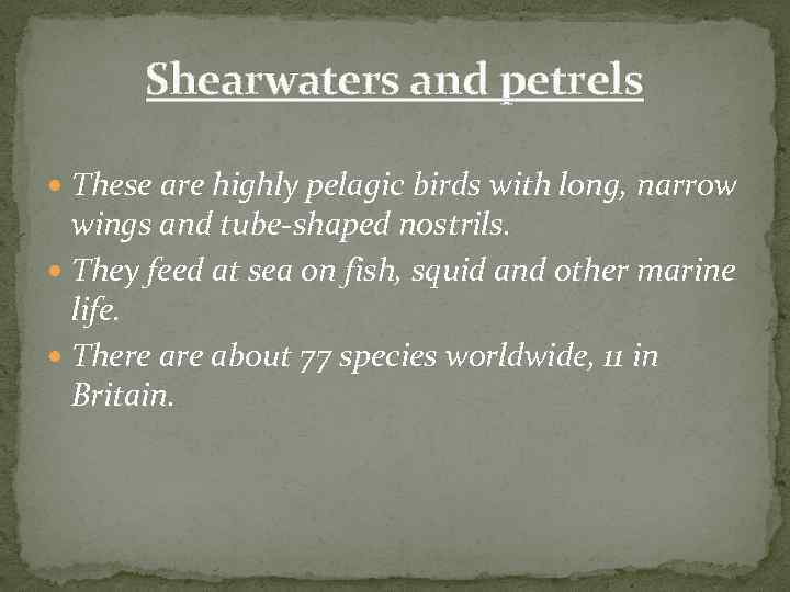 Shearwaters and petrels These are highly pelagic birds with long, narrow wings and tube-shaped