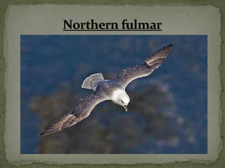 Northern fulmar 