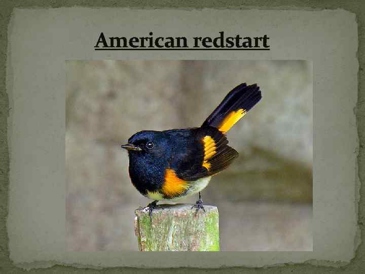 American redstart 