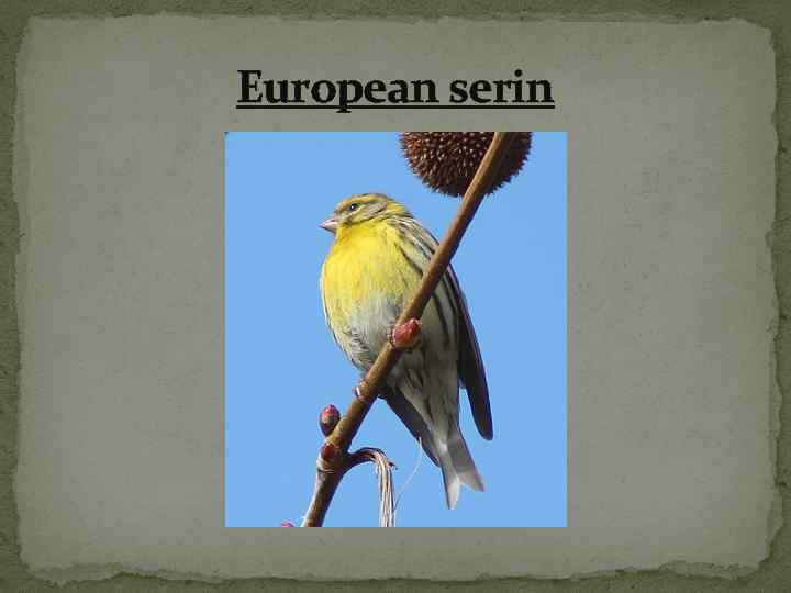 European serin 