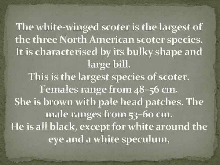 The white-winged scoter is the largest of the three North American scoter species. It