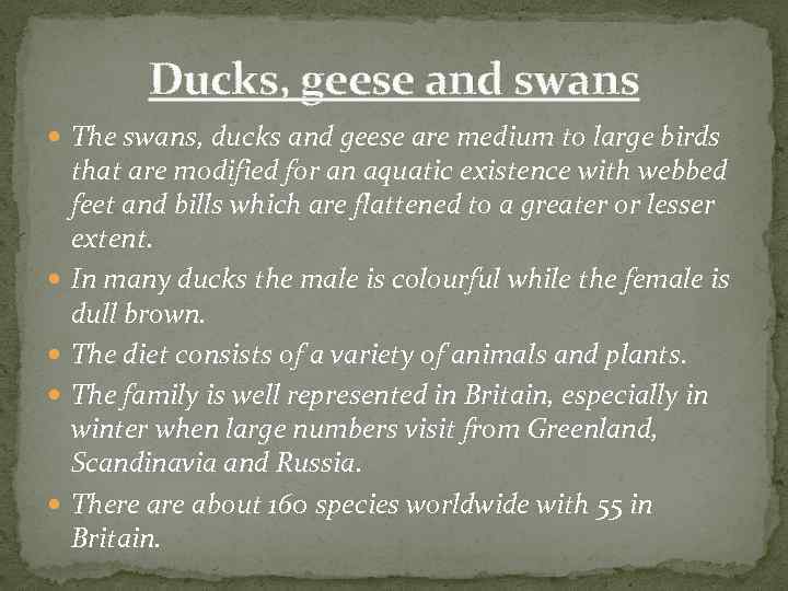 Ducks, geese and swans The swans, ducks and geese are medium to large birds