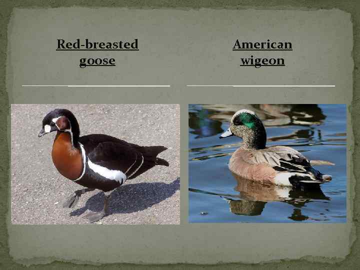 Red-breasted goose American wigeon 