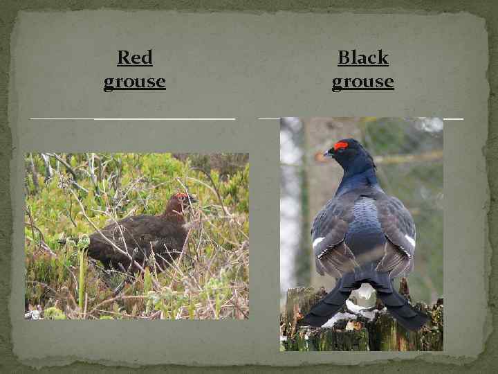 Red grouse Black grouse 