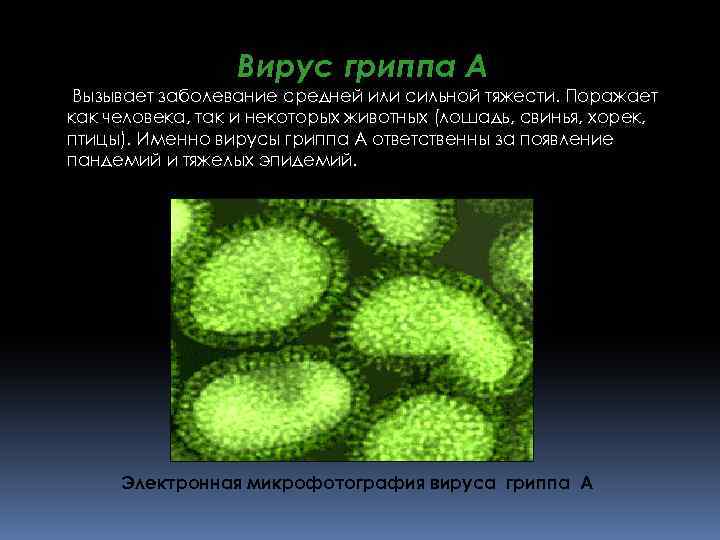 Вирус гриппа А Вызывает заболевание средней или сильной тяжести. Поражает как человека, так и