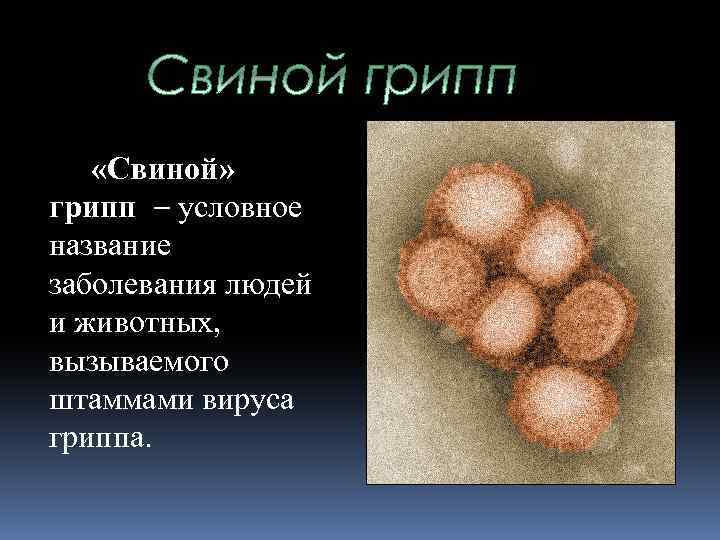  «Свиной» грипп – условное название заболевания людей и животных, вызываемого штаммами вируса гриппа.