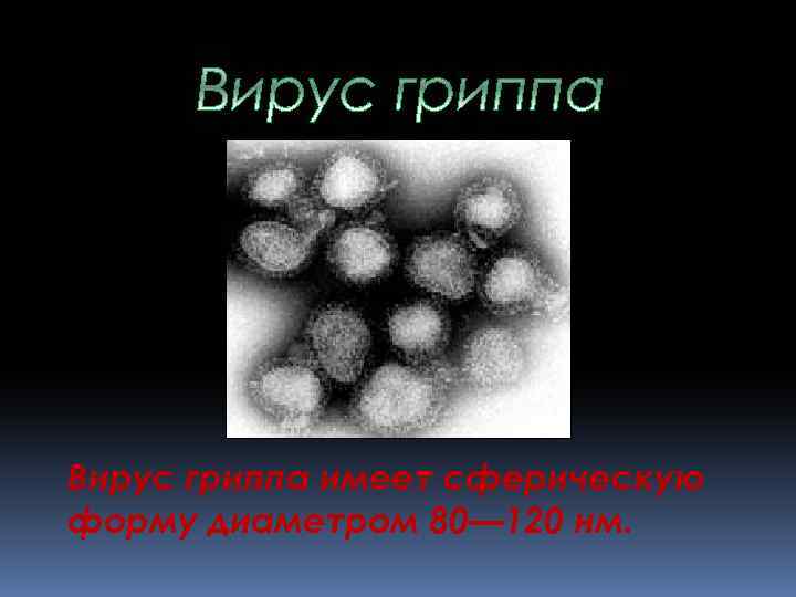 Вирус гриппа имеет сферическую форму диаметром 80— 120 нм. 