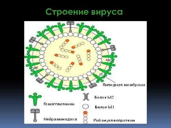 Строение вируса 