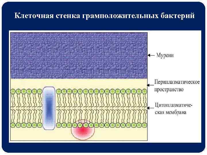 Клеточная стенка грамположительных бактерий 