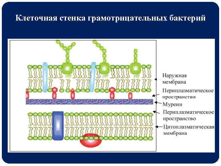 Компоненты клеточной стенки