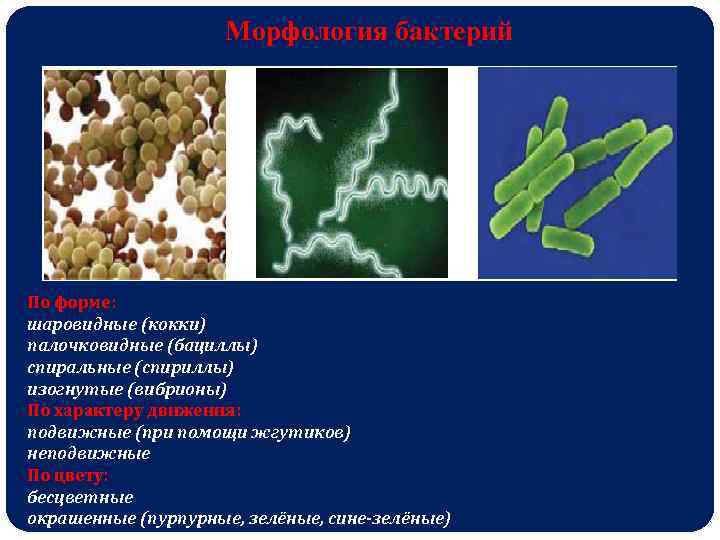 Морфология бактерий По форме: шаровидные (кокки) палочковидные (бациллы) спиральные (спириллы) изогнутые (вибрионы) По характеру