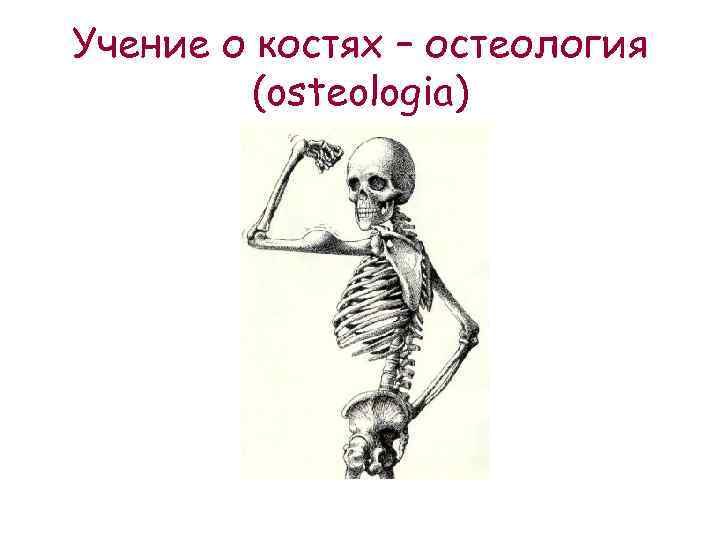 Остеология. Учение о костях Остеология. Учения о кости Остеология. Наука о костях человека. 