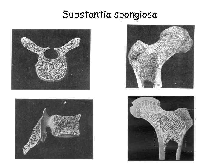 Substantia spongiosa 