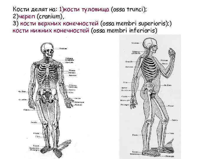 Кости делят на: 1)кости туловища (ossa trunci); 2)череп (cranium), 3) кости верхних конечностей (ossa