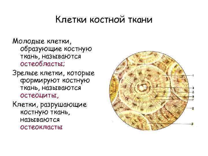 Гистогенез клеток костной ткани схема