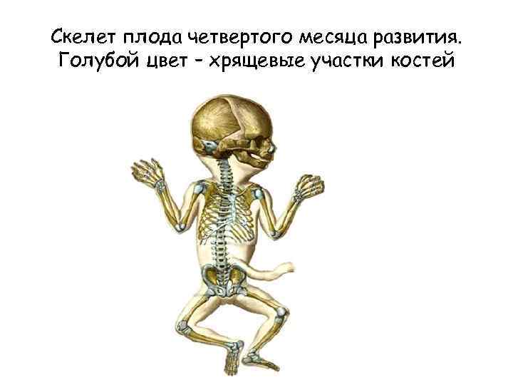 Скелет плода четвертого месяца развития. Голубой цвет – хрящевые участки костей 