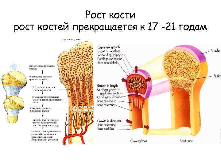 Рост трубчатых костей в толщину. Строение кости зона роста. Зоны роста трубчатых костей у детей. Рост костей человека биология. Рост костей анатомия.