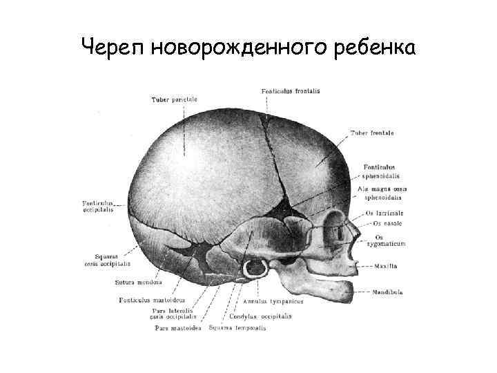 Череп новорожденного