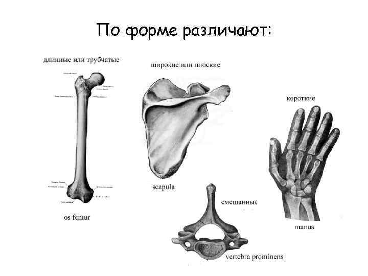 Остеология. Учения о кости Остеология. Поформе различаю Котси. Остеология кратко. Остеология Общие данные.