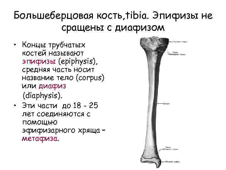 Метаэпифиз. Большеберцовая кость эпифиз диафиз. Проксимальный метафиз большеберцовой кости анатомия. Большеберцовая кость анатомия эпифиз. Эпифиз большеберцовой кости анатомия.