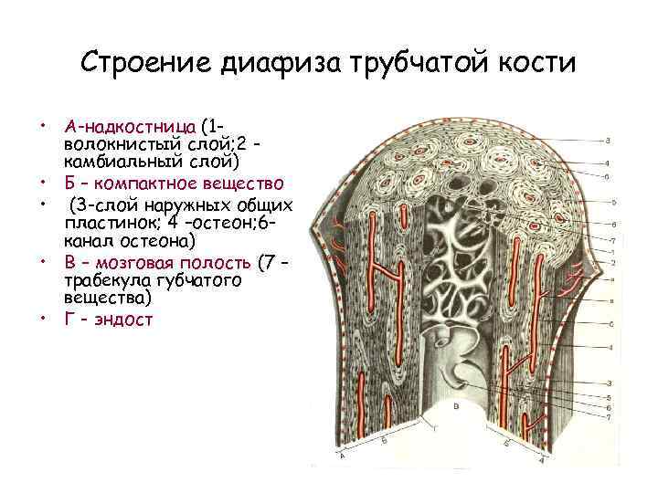 Строение трубчатой кости человека рисунок с подписями