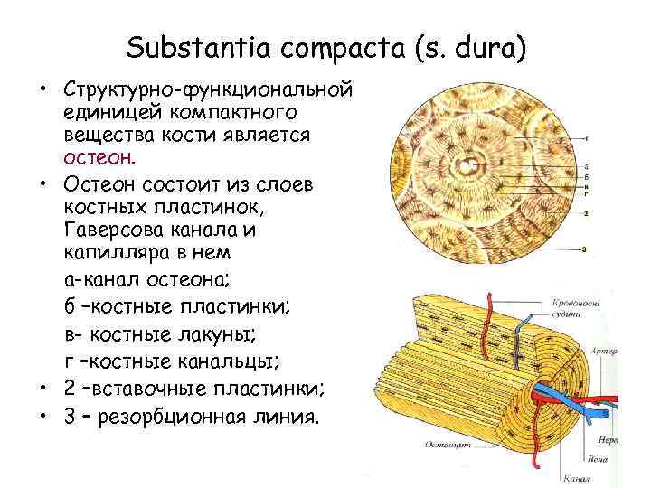 Костные пластинки