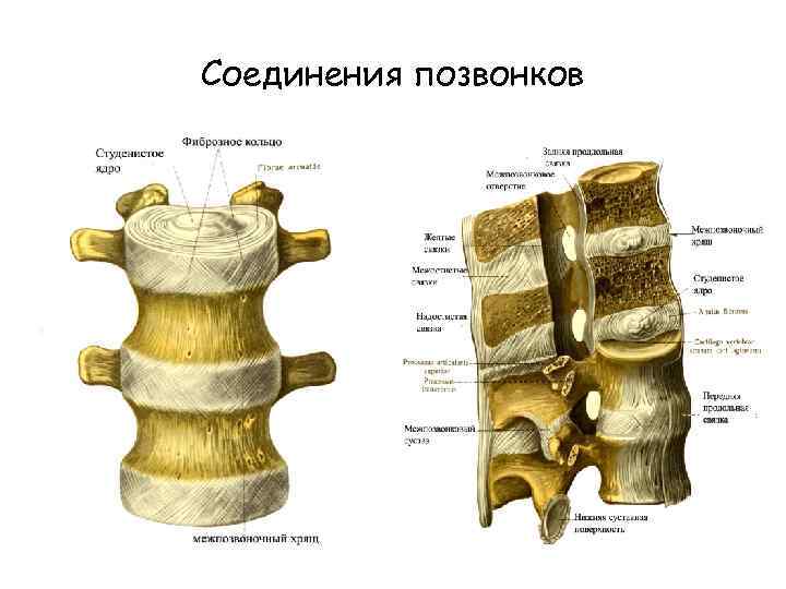 Соединение позвонков вид сбоку. Соединения костей позвоночного столба. Соединения между позвонками анатомия. Кости позвоночника тип соединения