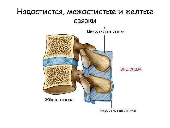 Продольная связка. Желтая связка позвоночника анатомия. Надостистая связка позвонков анатомия. Растяжение межостистых связок. Межостистая надостистая и желтая связки.