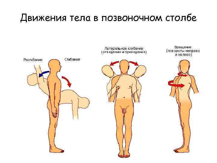 Движения тела в позвоночном столбе 