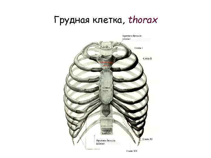 Грудная клетка схема