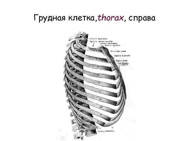 Грудная клетка, thorax, справа 