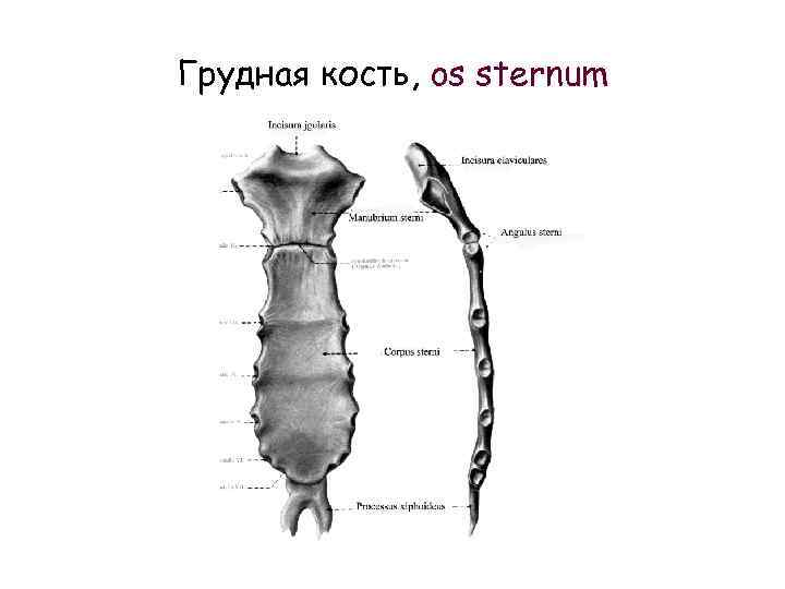 Грудная кость, os sternum 