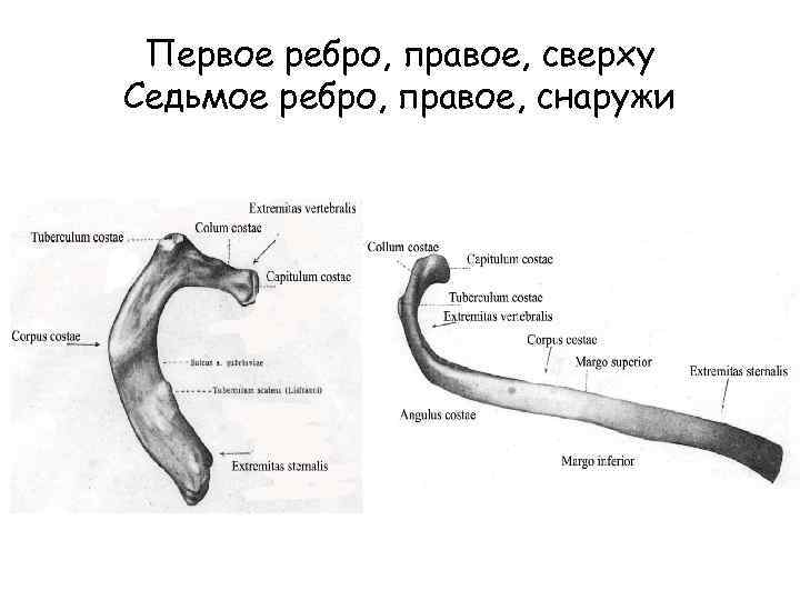 Левое и правое ребро. Рёбра человека строение рисунок. Строение ребра анатомия. Первое ребро анатомия рисунок. Строение 7 ребра.
