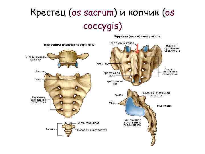 Копчик крестец на рисунке