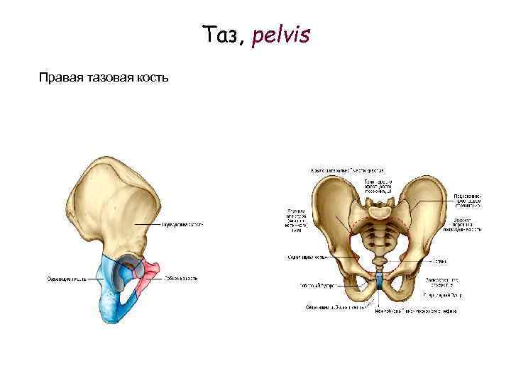 Таз, pelvis Правая тазовая кость 