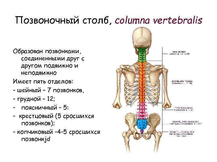 7 позвонок где находится фото
