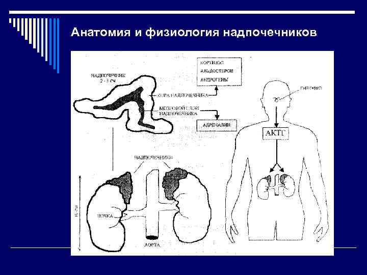 Корнилова надпочечники схема