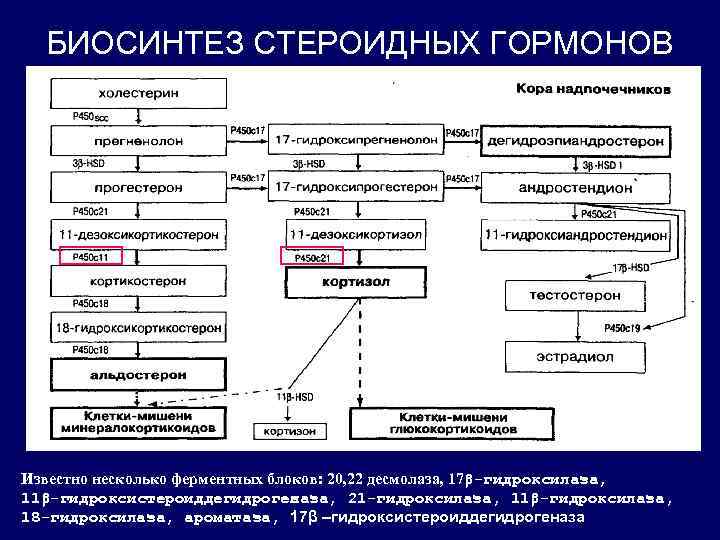 Схема биосинтеза стероидных гормонов