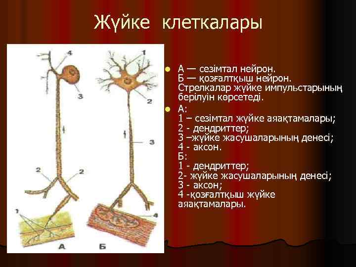 Нейрон жүйке. Сезімтал Нейрон эферентті.