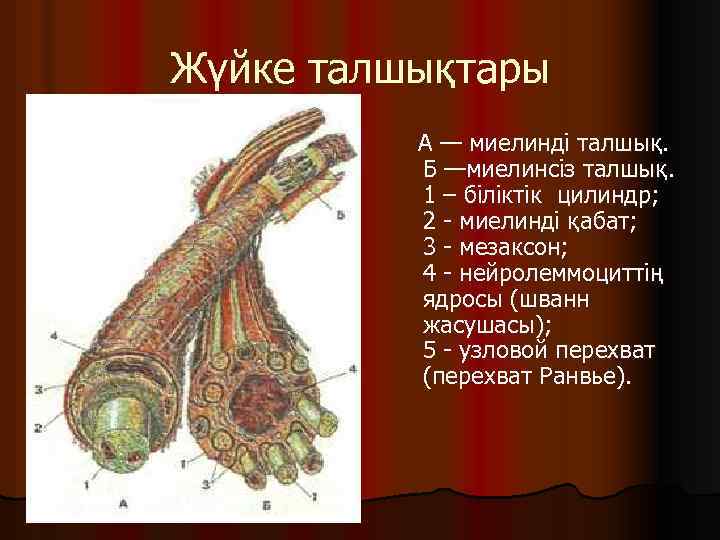 Жүйке талшықтары А — миелинді талшық. Б —миелинсіз талшық. 1 – біліктік цилиндр; 2