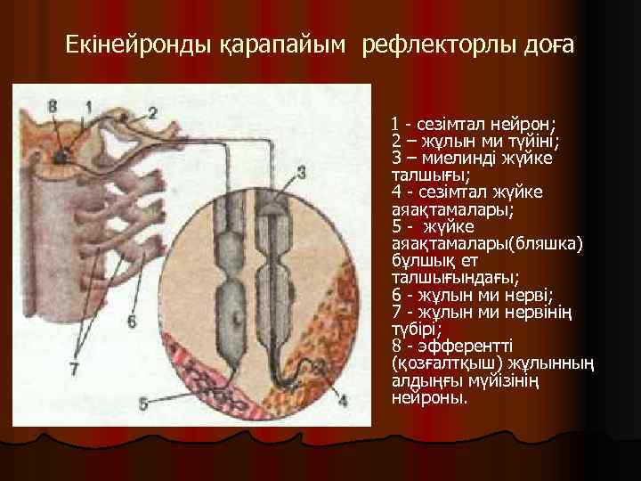 Екінейронды қарапайым рефлекторлы доға 1 - сезімтал нейрон; 2 – жұлын ми түйіні; 3