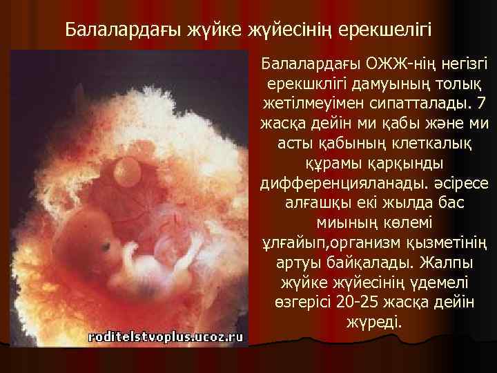 Балалардағы жүйке жүйесінің ерекшелігі Балалардағы ОЖЖ-нің негізгі ерекшклігі дамуының толық жетілмеуімен сипатталады. 7 жасқа