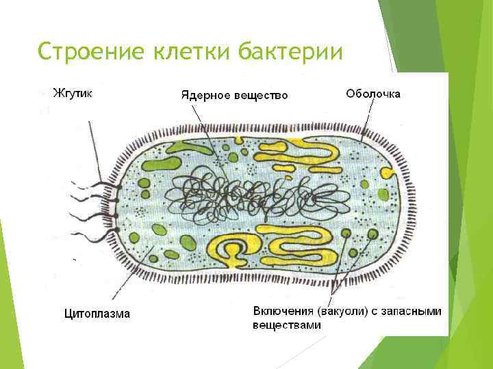 Строение клетки бактерии 