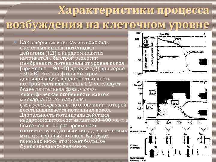 Характеристики процесса возбуждения на клеточном уровне Как в нервных клетках и в волокнах скелетных