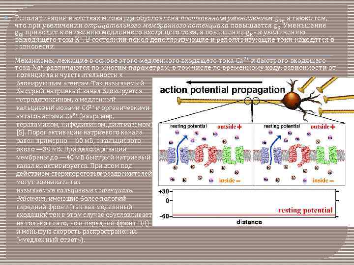  Реполяризация в клетках миокарда обусловлена постепенным уменьшением g. Ca, а также тем, что