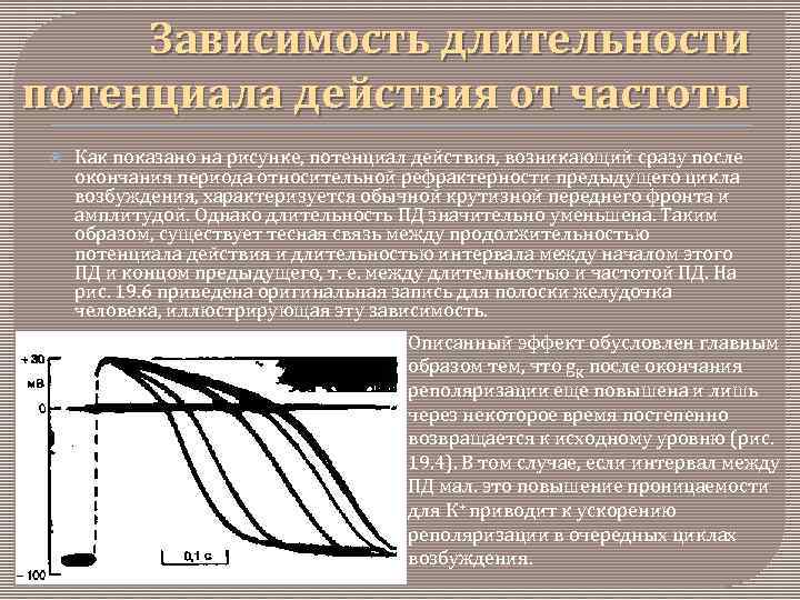  Зависимость длительности потенциала действия от частоты Как показано на рисунке, потенциал действия, возникающий