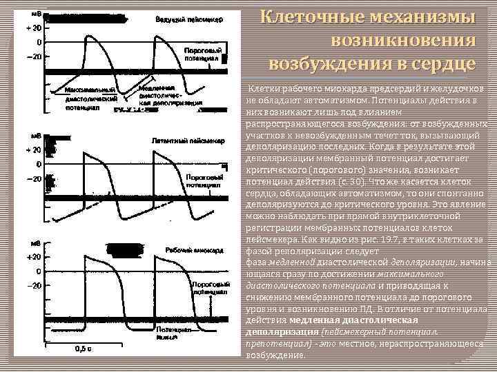 Клеточные механизмы возникновения возбуждения в сердце Клетки рабочего миокарда предсердий и желудочков не обладают